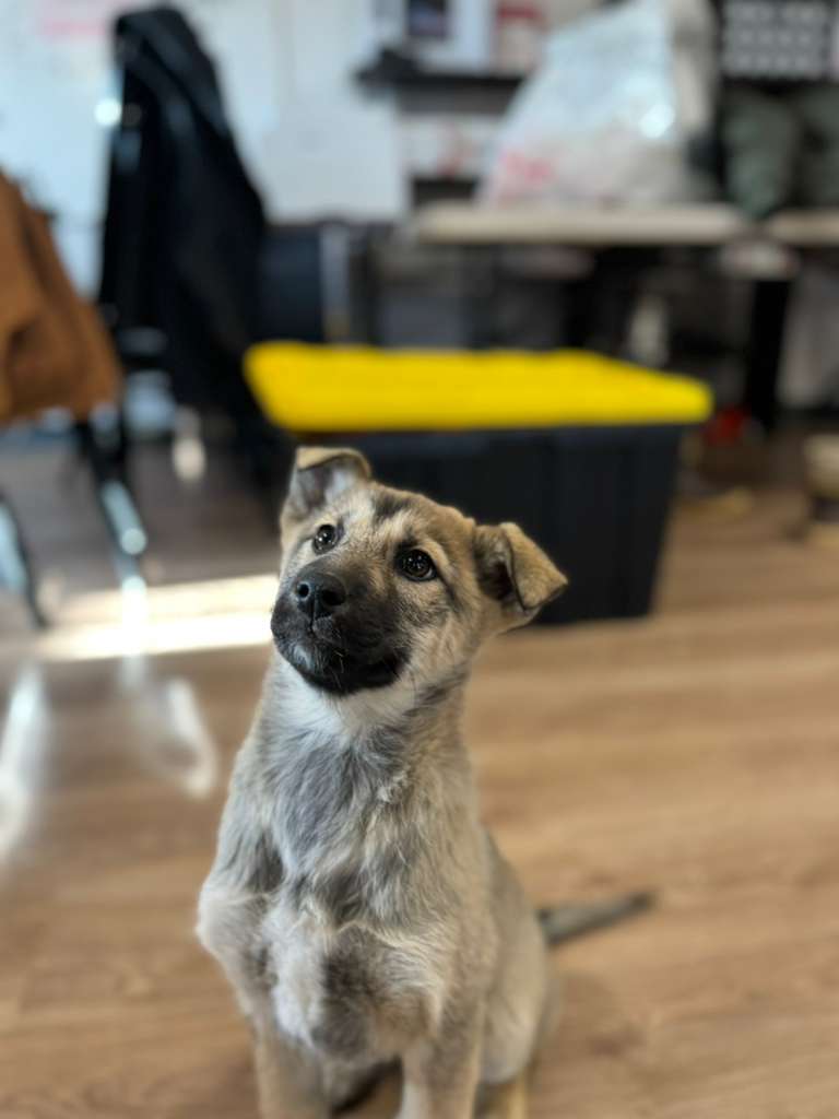 A young puppy with a black muzzle and light hair sits on a wood floor looking up at the camera with it's head cocked slightly to the side.