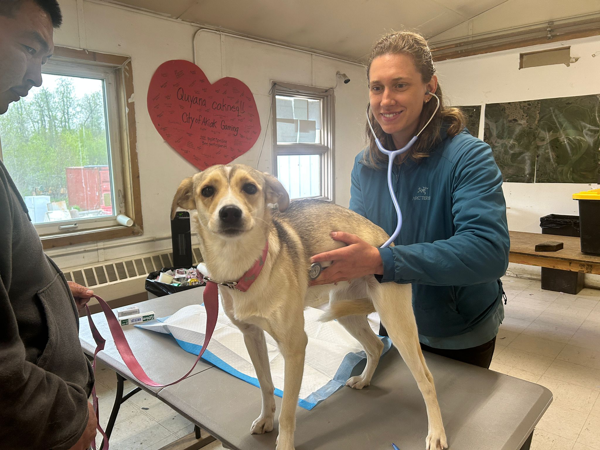 Vet in training checks a dog's heartrate while it stands on a table in an older office setting.