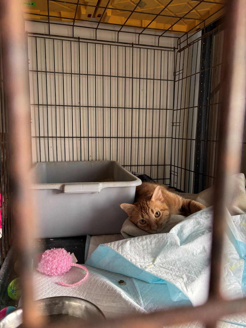 Orange cat lays in the far right corner of a crate with a puppy pad, toy, little box, and bowl in the crate.