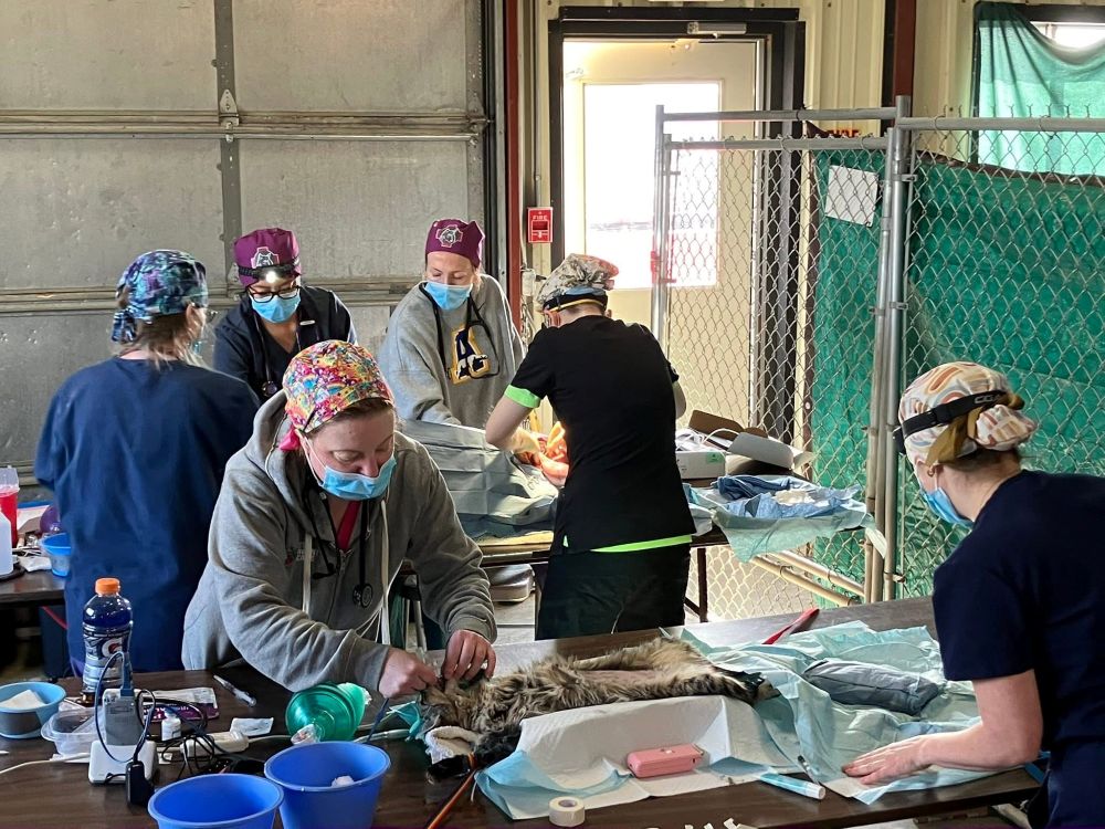 Several veterinarians and vet techs perform spay and neuter procedures in a makeshift clinic