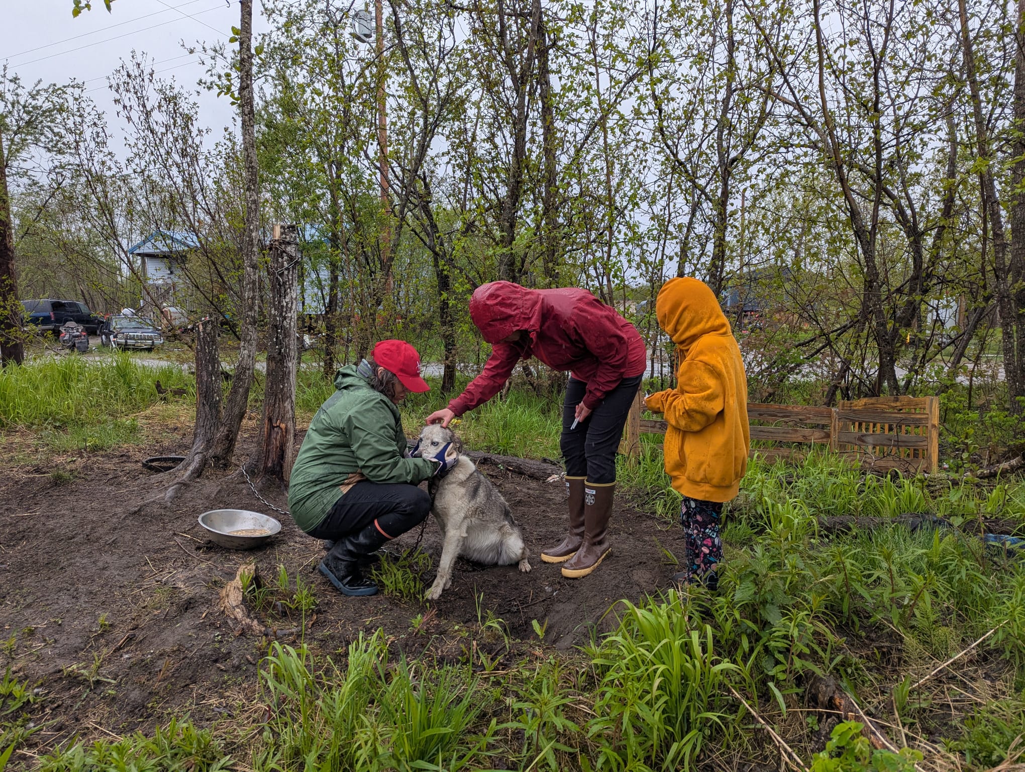 Three people surround a large white and grey dog in an outdoor dog yard on a cloudy day after giving it a vaccine.