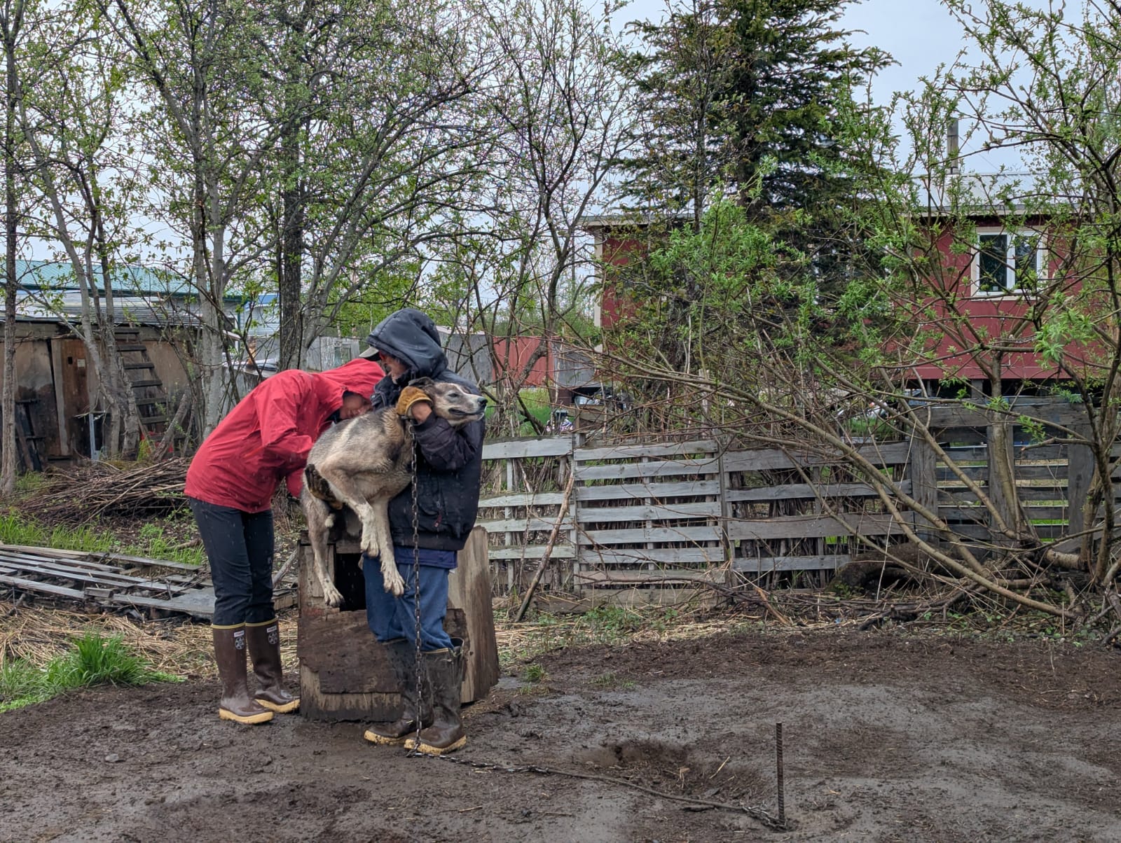 Two people in hooded jackets and boots are in a muddy outdoor area, tending to a dog. One person in a dark jacket is holding the medium-sized, tan and grey dog, while another person in a red jacket leans over it. Behind them is a wooden doghouse and a rustic fence made of pallets, with a red house visible through budding trees.
