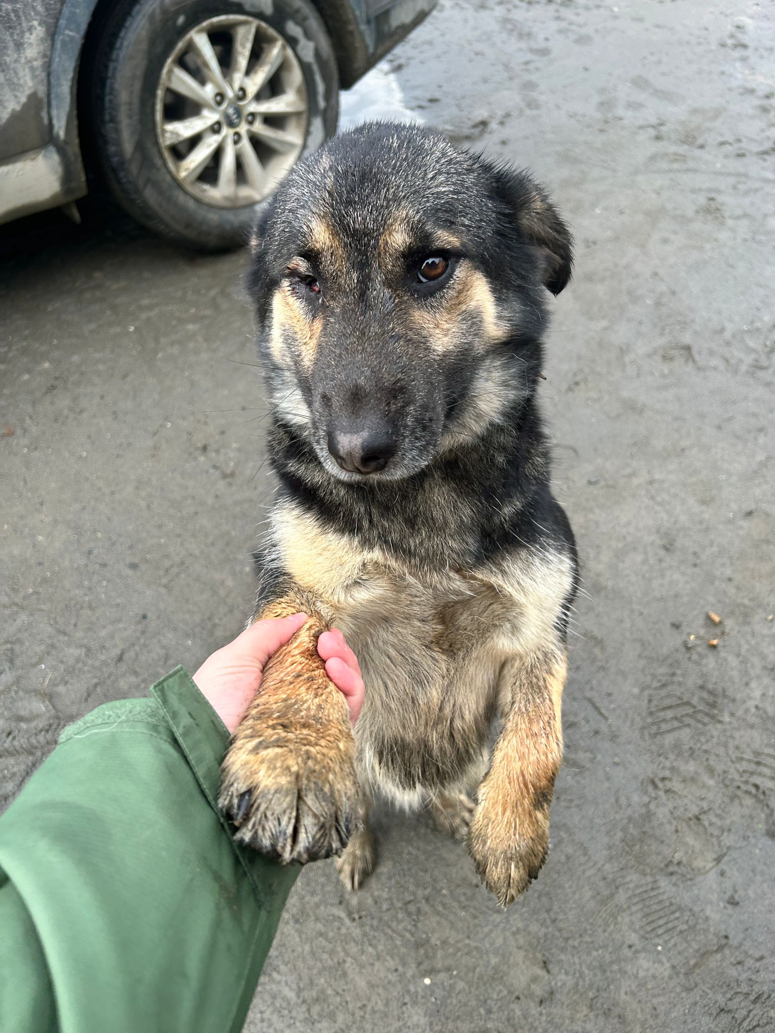 A hand shakes the paw of a medium brown, black, and white dog with a bad left eye