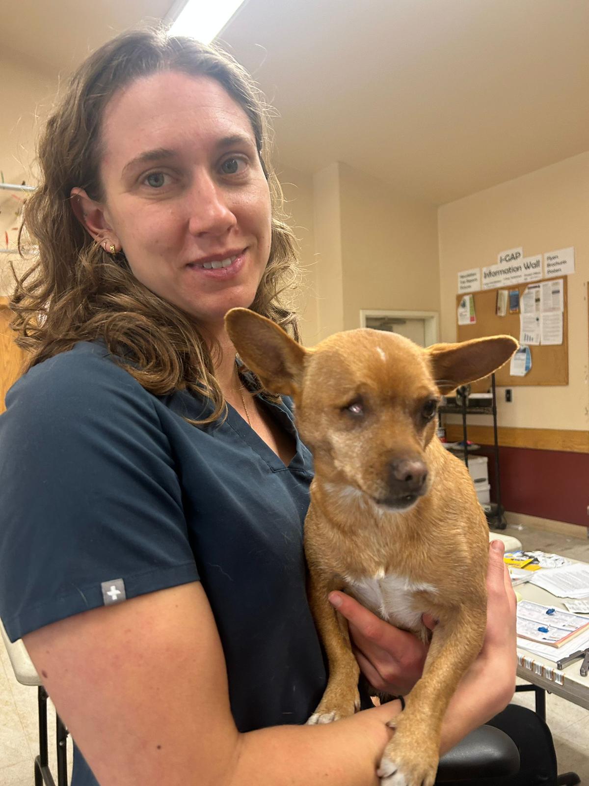 A woman in scrubs holds a small brown and white dog with a bad left eye