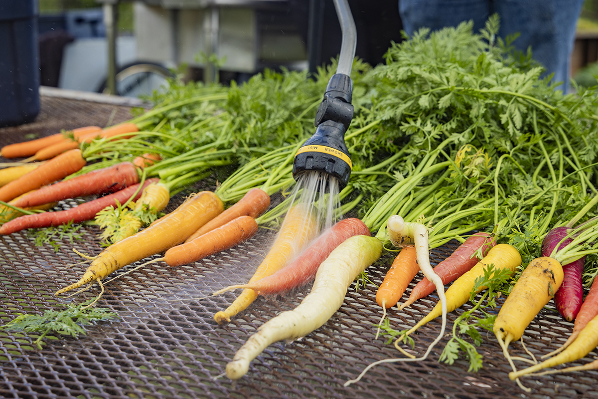A bunch of freshly harvested carrots are washed off