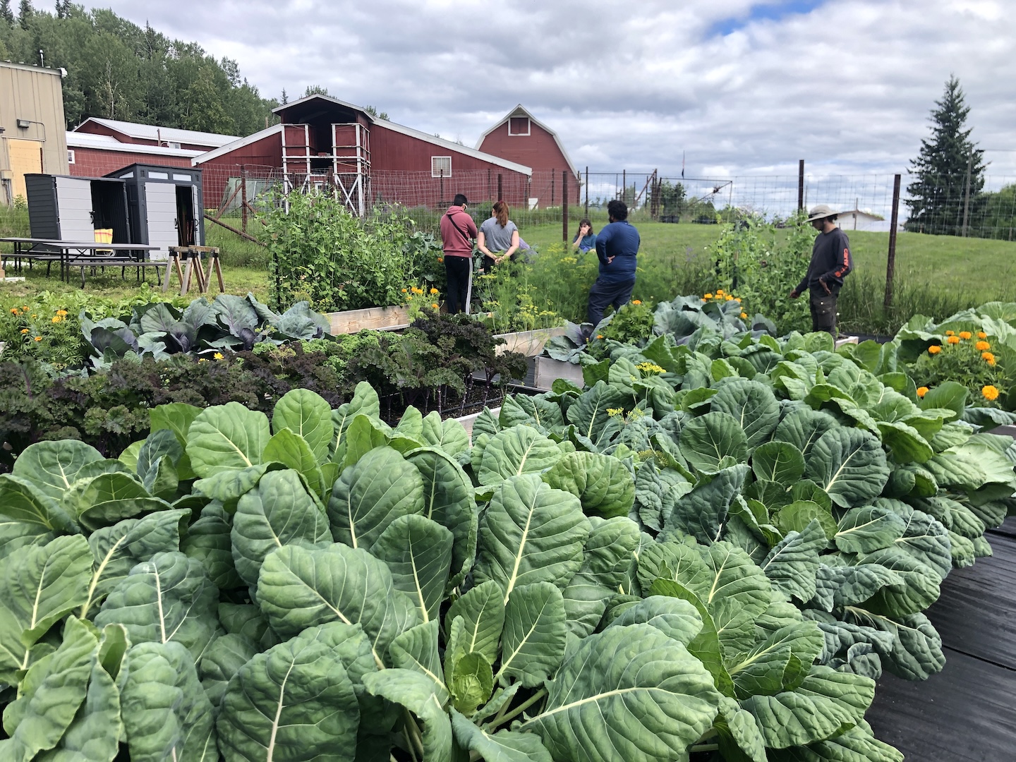 A group of people work in a lush garden with red farm buildings in the background