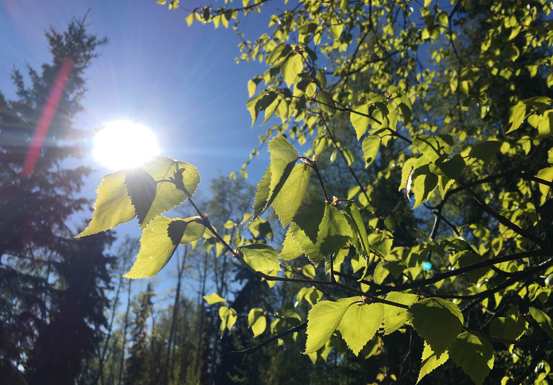 The sun shines on young green birch leaves.