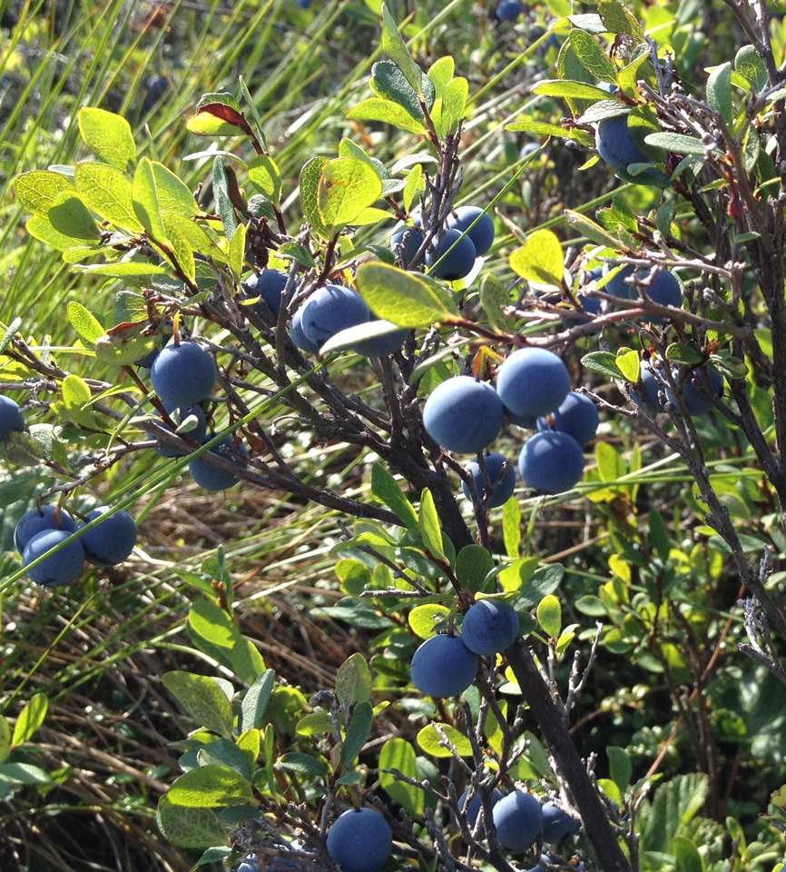 Wild blueberries in a sunny field