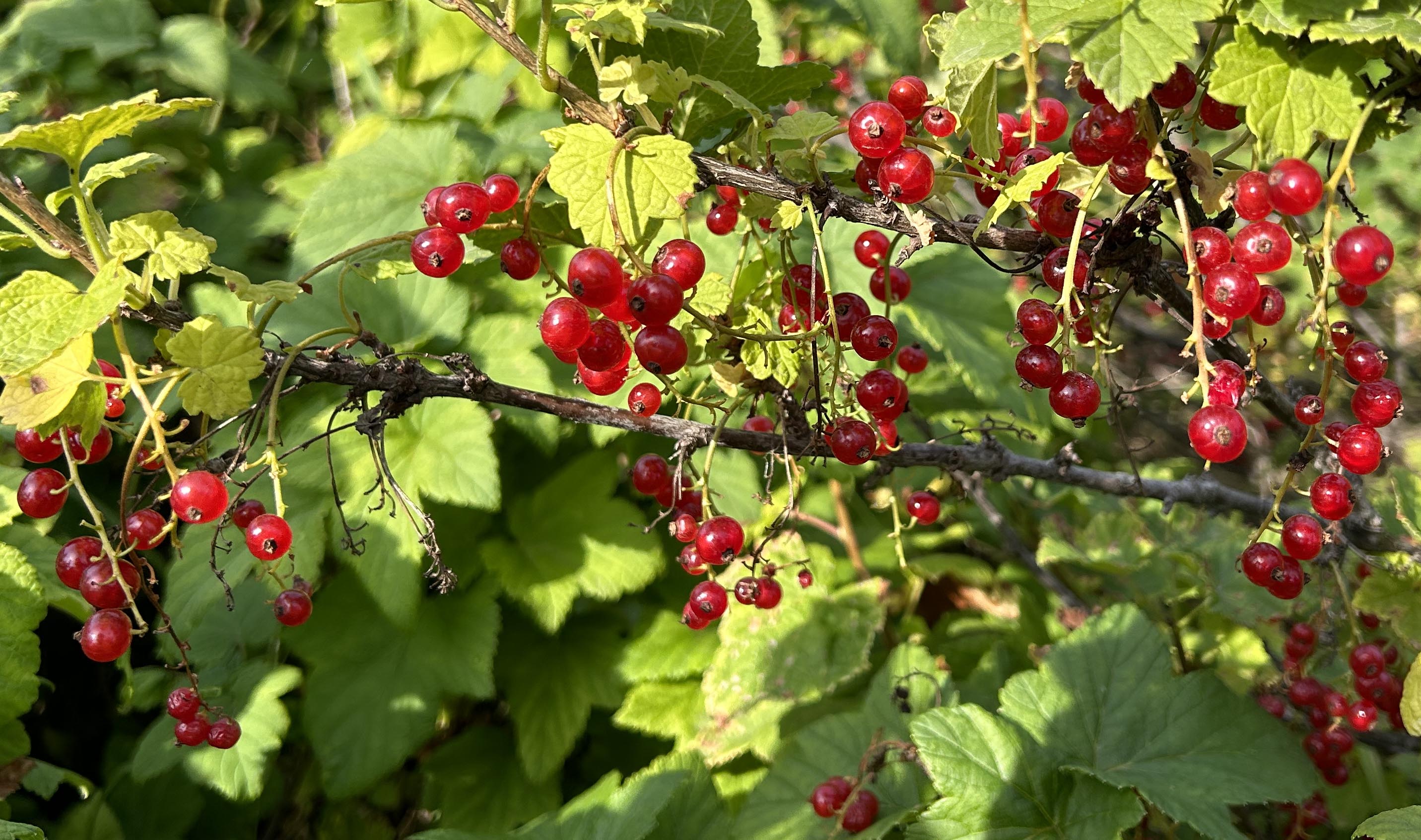 Translucent red berries on plant with lobed green leaves