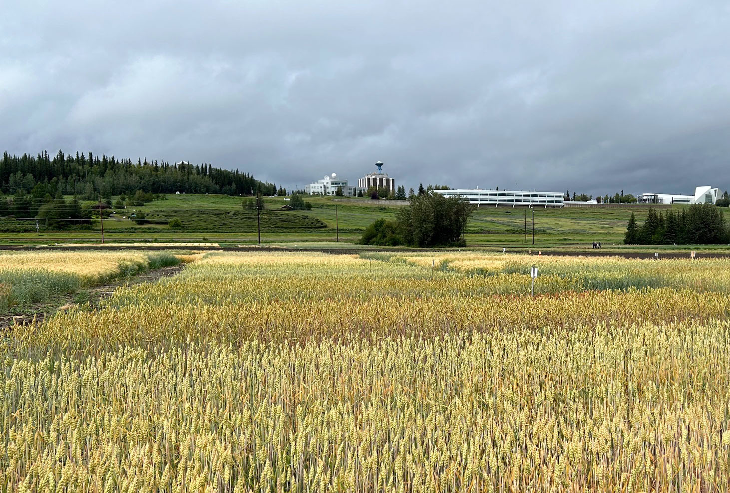A field of grain in front of buildings on the University of Alaska Fairbanks campus in July 2025