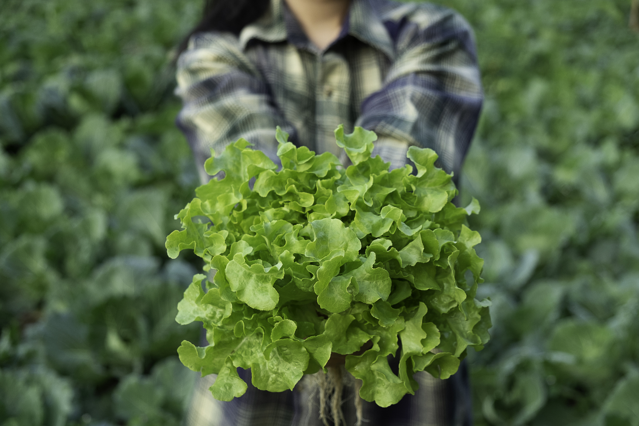 A person holds out a bunch of leafy greens