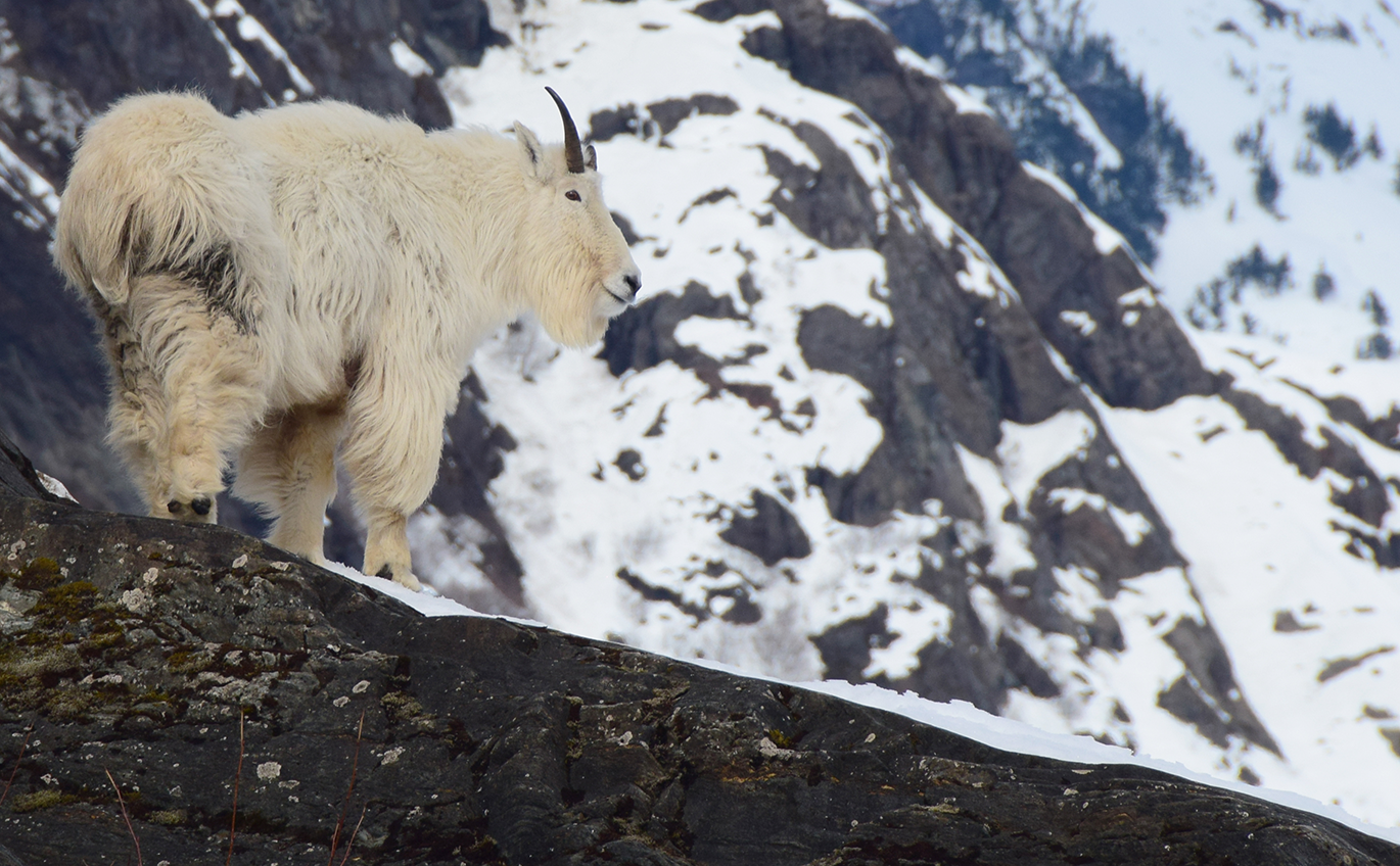 Close up view of an adult male mountain goat in late-winter, near Juneau Icefield, Alaska. In the background, steep avalanche prone slopes are visible. Photo by Kevin White.