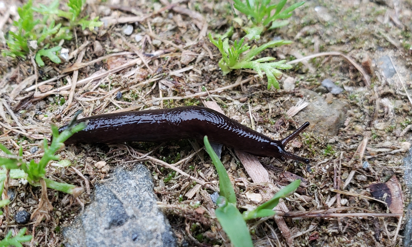 A black-colored slug crosses the ground with a few green stems surrounding it.