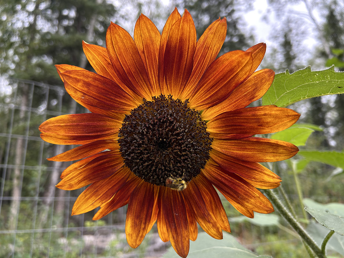 A red and orange sunflower with a bee resting in the middle.