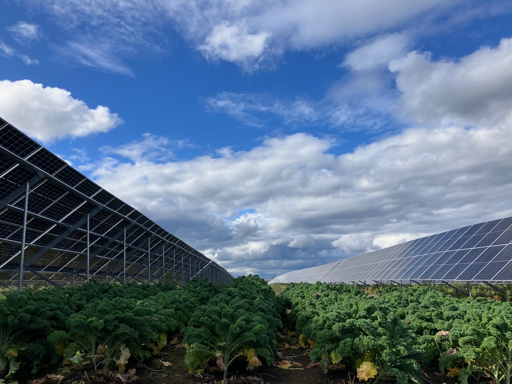 Solar power arrays flank a field of ripe kale under a blue sky