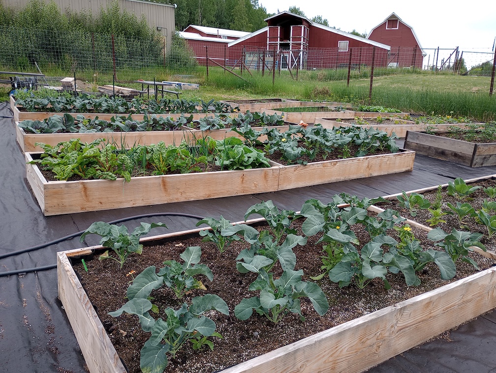 Vegetables such as broccoli, swiss chard and cabbage grow in raised garden beds. Red-painted farm buildings are in the background.