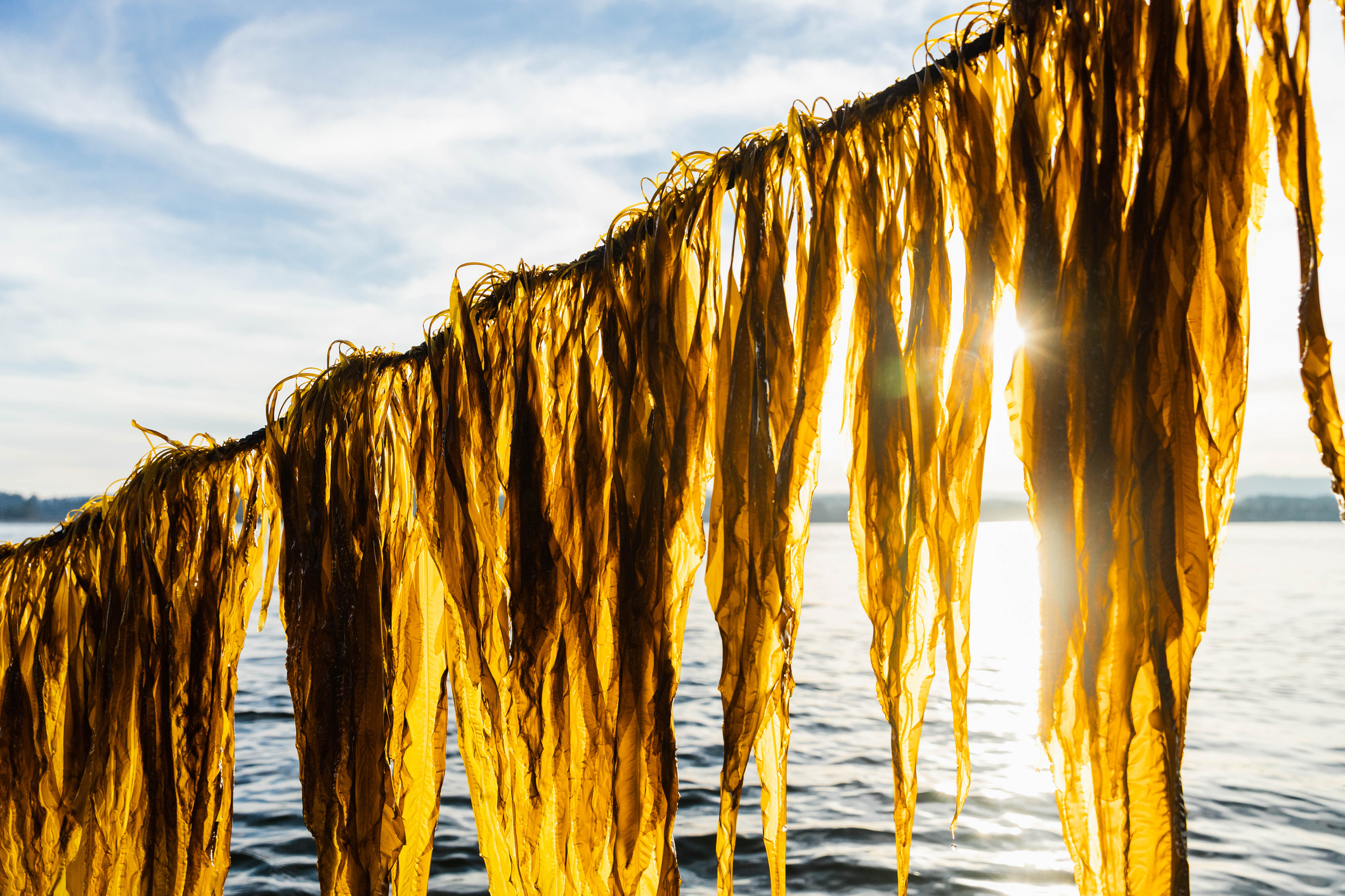 A rope holds streamers of brown kelp over the ocean