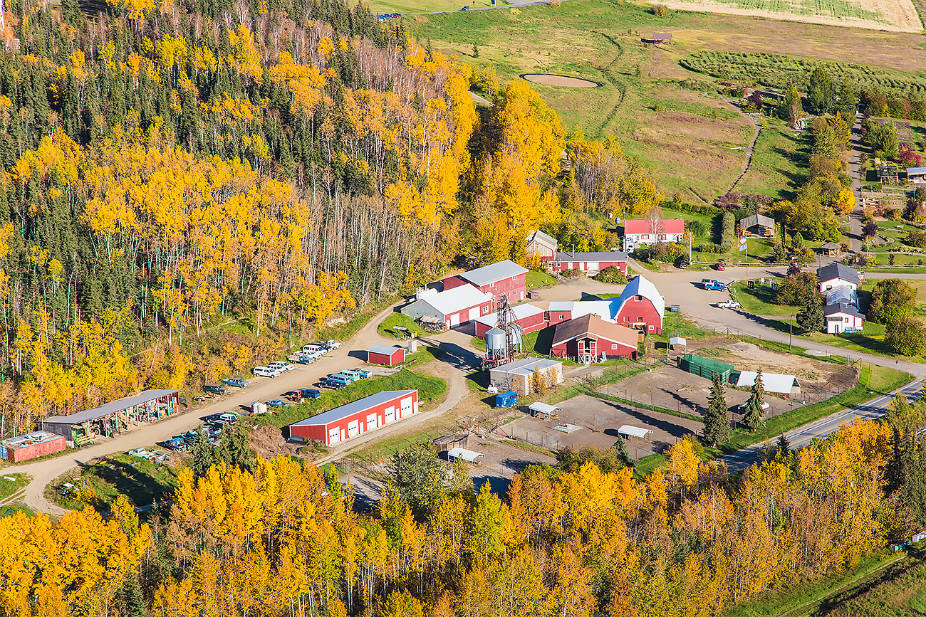 In September 2014, birch and aspen trees turn gold in the forest around the Fairbanks Experiment Farm, founded in 1906 on what is now the University of Alaska Fairbanks campus.