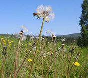 dandelion going to seed