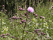 Thistle