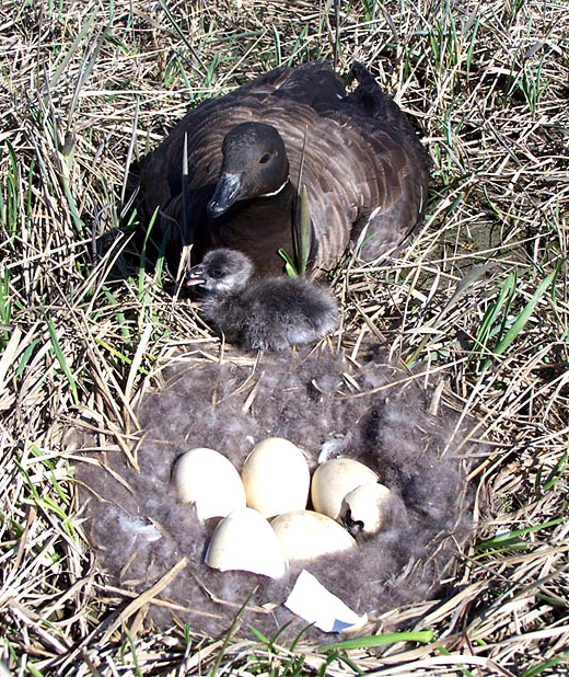 Read caption below for description of image