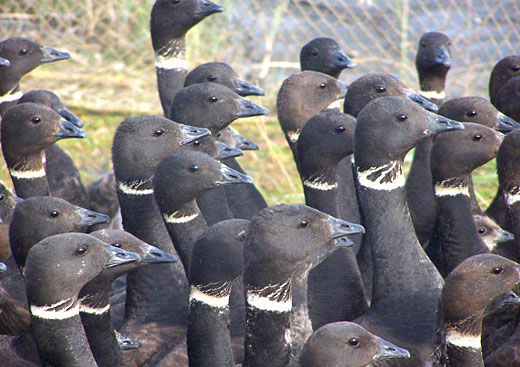 See caption below for description