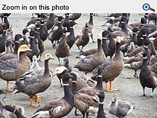 Read caption below image for description