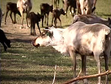 See caption below for description