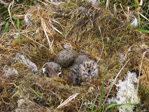 Read caption below for image description