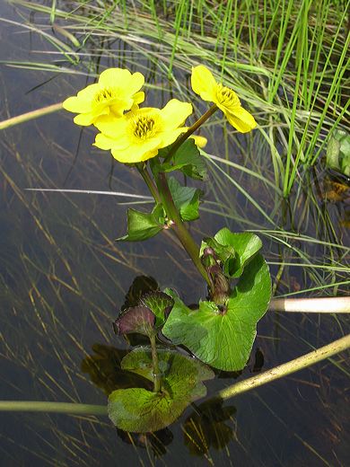 Read caption below for image description