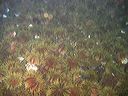 a large bed of green sea urchins