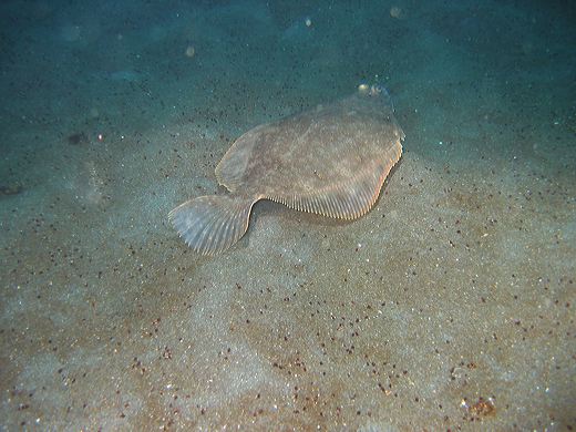 Read caption below for image description