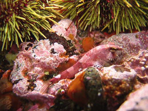 Read caption below for image description