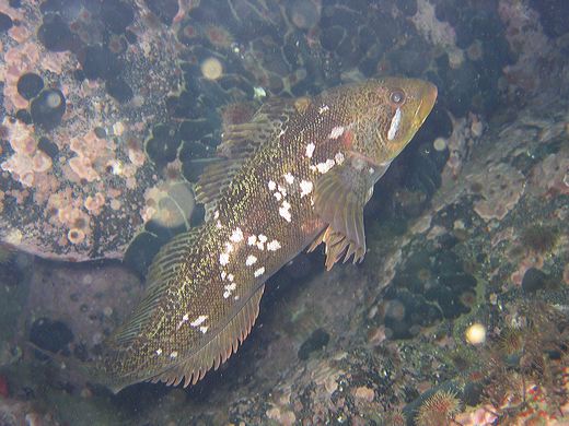 Read caption below for image description