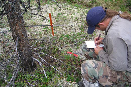 Curtis Knight is writing something down with the core and the coring tool sticking out of the tree.