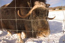 Musk Ox