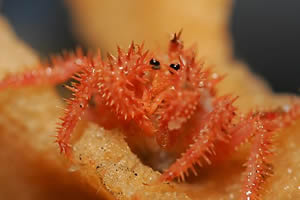 Photo caption below.