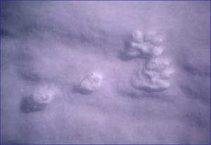 Photo caption below.