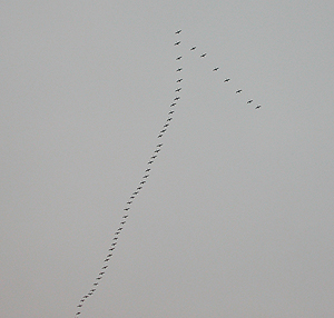 Photo caption below.