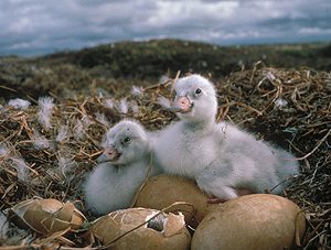 Photo caption below.