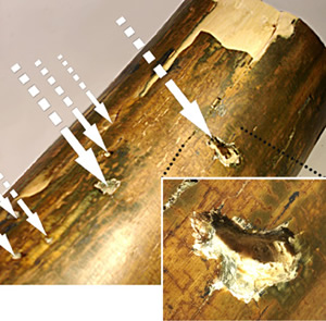 Photo caption below.