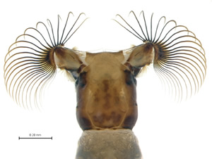 Photo caption below.