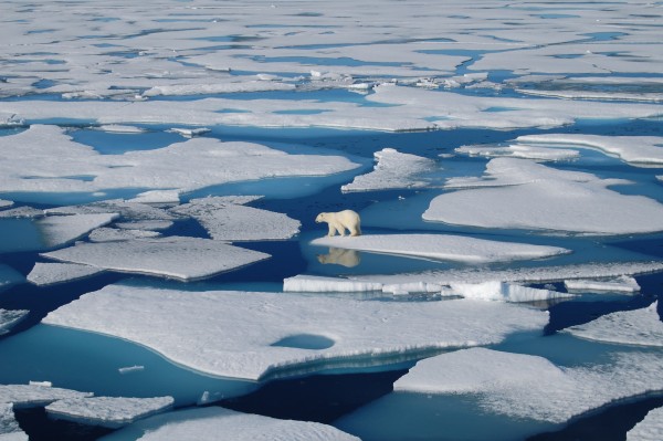 Photo by Adrienne Tivy. A curious young bear circles the research ship Canadian Coast Guard Ship Louis S. St-Laurent in Franklin Strait along the Northwest Passage above the Arctic Circle. Under the bear are pieces of first-year sea ice in the process of melting.
