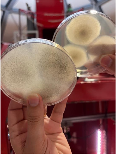A scientific slide covered in circles of white and light brown microorganisms is held up in a laboratory.