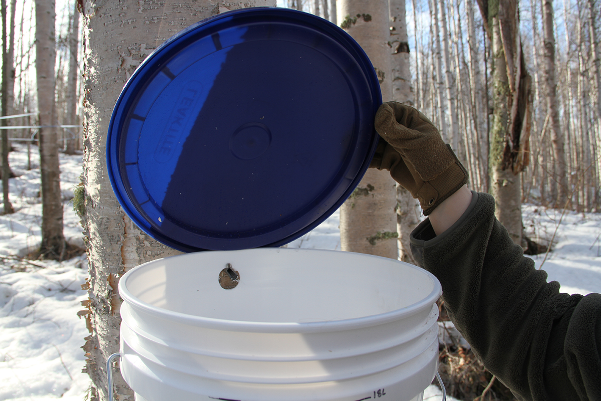A person lifts the lid of a plastic five-gallon bucket attached to a birch tree to show a spile with birch sap dripping from it. The ground is covered with snow.