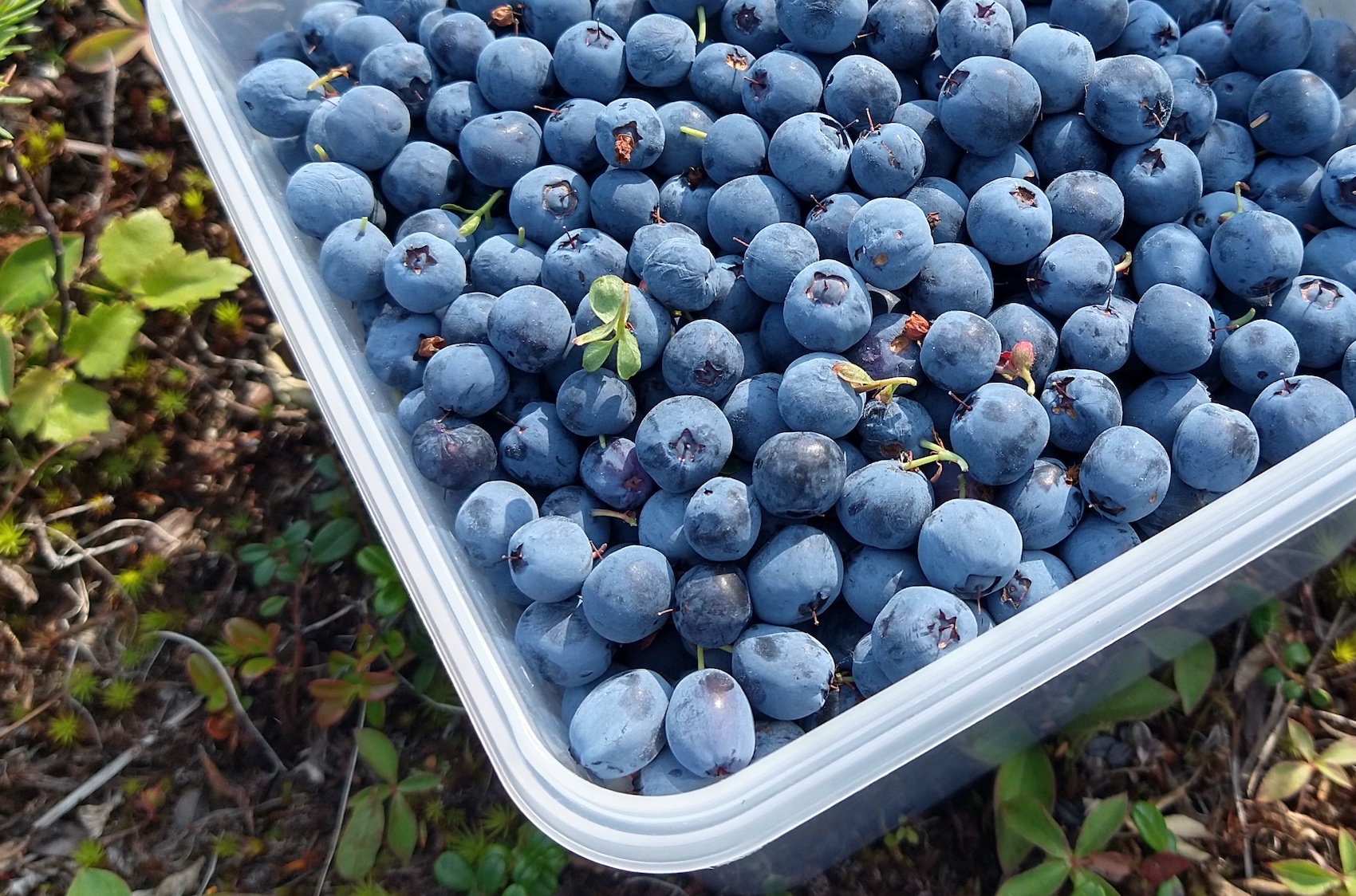 Two women stand in front of willow trees. The older woman holds a plastic bucket partly full of blueberries.