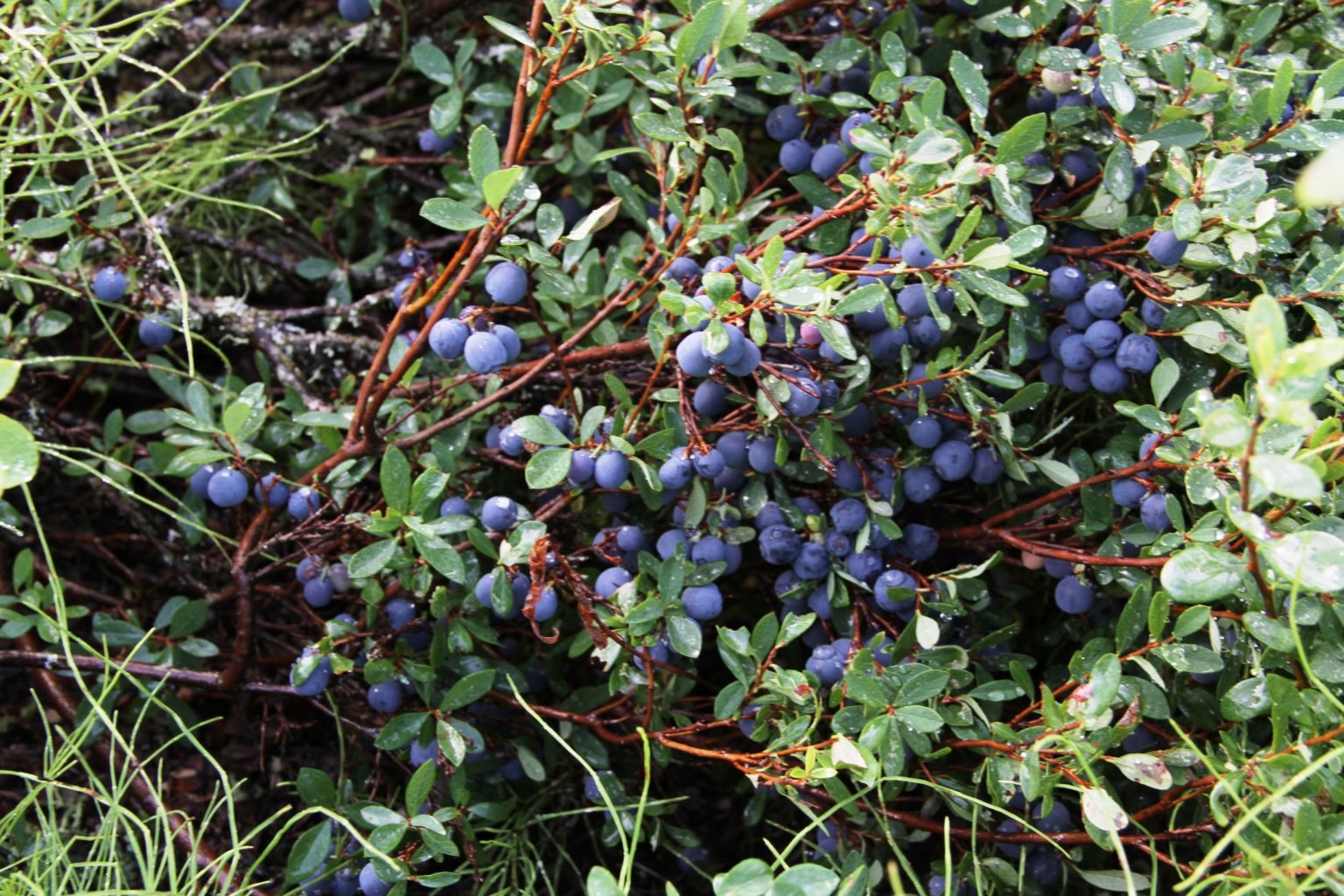 A blueberry bush is loaded with ripe blueberries