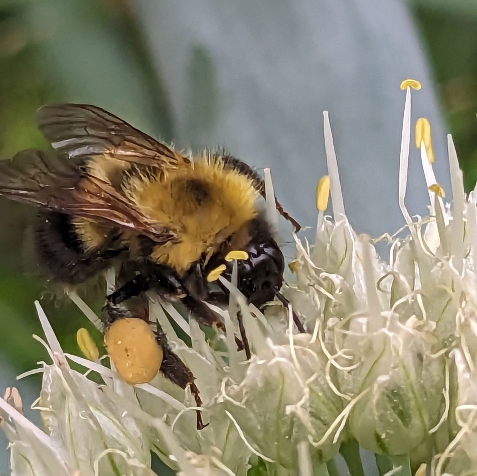 A bumblebee burrows into a large, white flower