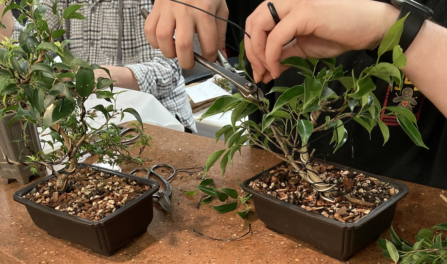 A person uses cutters and wire to shape a tree during a bonsai workshop