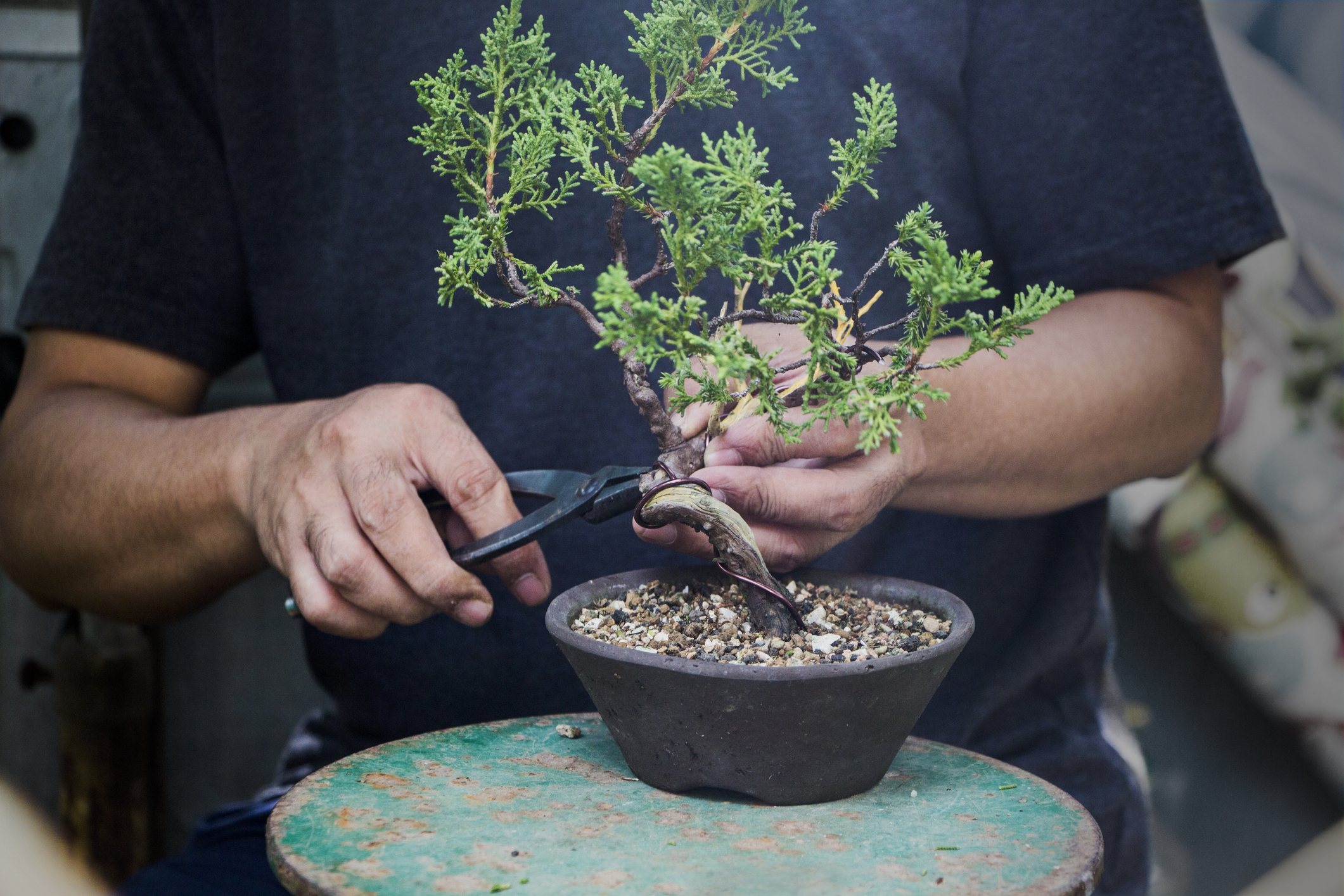 A person wraps wire around the trunk of a tiny evergreen bonsai tree to shape it.